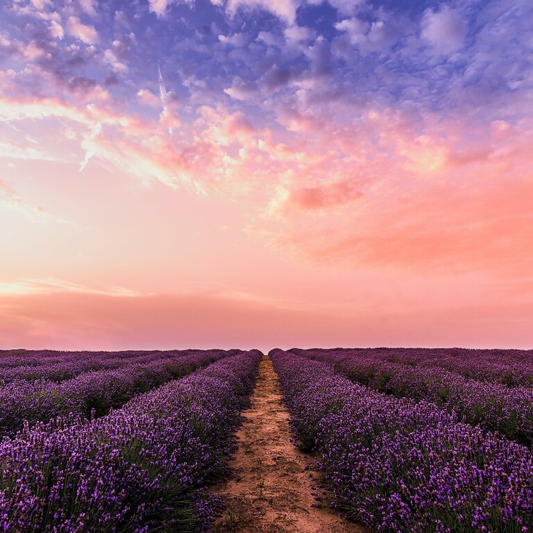 Lavender Field